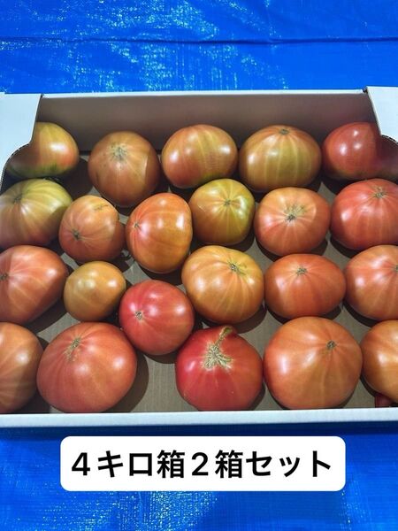 北海道下川町 フルーツトマト ハネ品 4キロ箱2箱セット