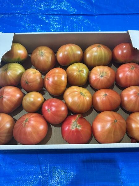 北海道下川町 フルーツトマト ハネ品 約4キロ