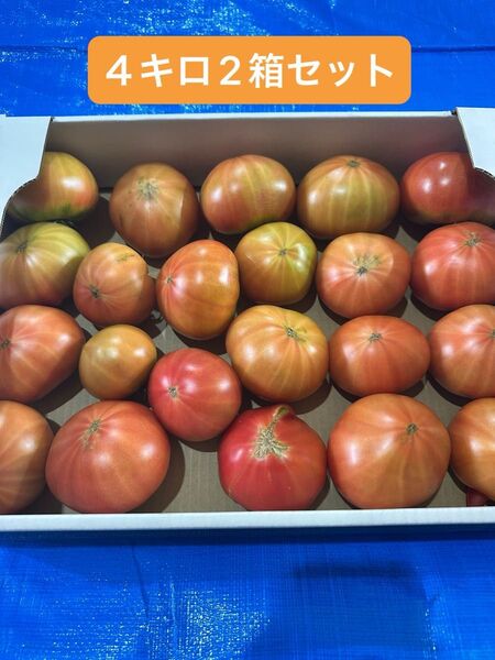 特別価格!!北海道下川町 フルーツトマト ハネ品 約20から25個入り 2箱セット