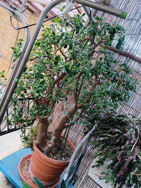 大型 金のなる木 鉢植え 〜成金草・花月〜
