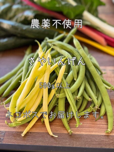 農薬不使用 つるなしいんげん さやいんげん 500g以上