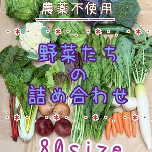 農薬不使用 野菜セット 野菜詰め合わせ 80size