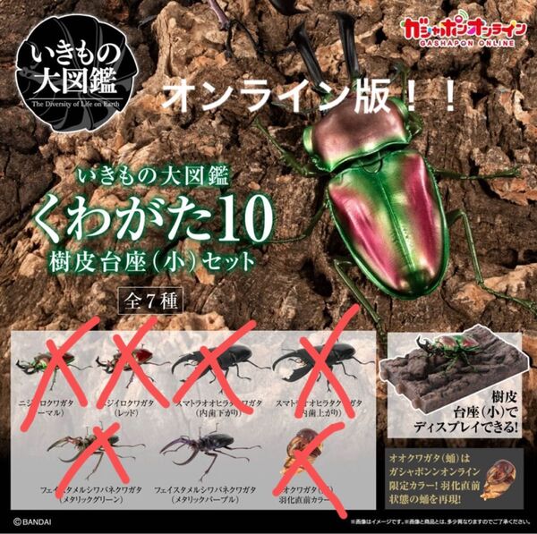 ガシャポンオンライン版 いきもの大図鑑 くわがた10 6.フェイスタメルシワバネクワガタ(メタリックパープル)