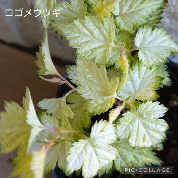 斑入りウツギ【コゴメウツギ】ゆうパケットポスト発送