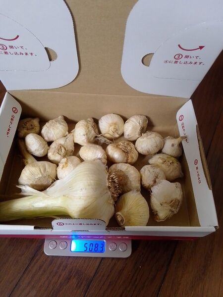 ジャンボニンニク 500g 新鮮 家庭菜園 今年植えると来年更に大きくなります。このまま植えるかこのまま食べます。