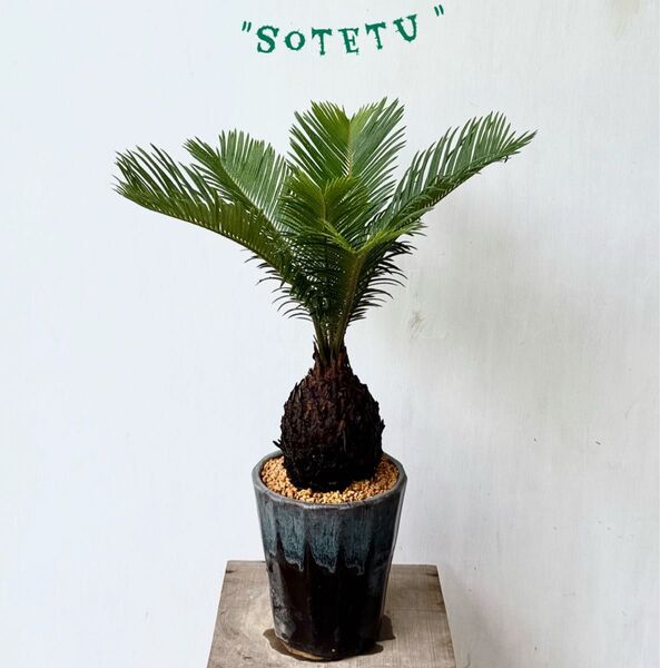 蘇鉄 そてつ ソテツ " sotetu " ① 観葉植物 ソテツ
