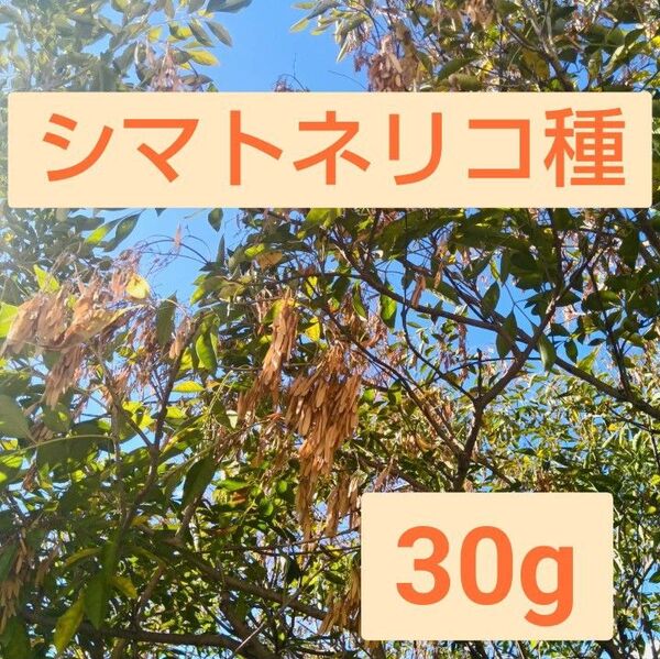 ★送料無料★シマトネリコ★種★たっぷり30g/今がまき時★常緑樹で西洋風の庭に