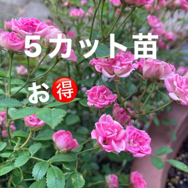 世界一小さなバラ 5カット苗 マイクロミニバラ