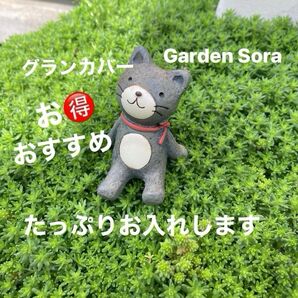 雑草対策に A4サイズ モリムラマンネングサセダム 多肉植物
