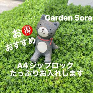 雑草対策に A4サイズ モリムラマンネングサセダム 多肉植物