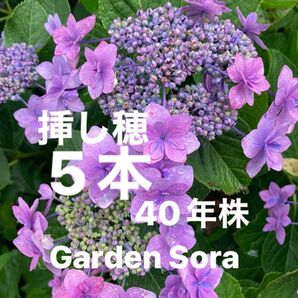 紫陽花 あじさい 40年株挿し穂 5本