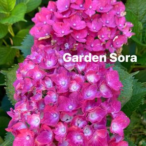紫陽花 挿し穂 3本 アジサイ