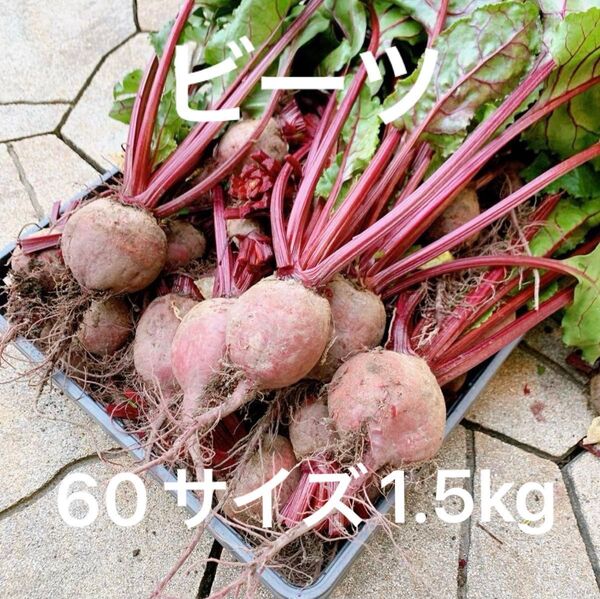 採れたて野菜!ビーツ デトロイトダークレッド1.5kg 農薬不使用