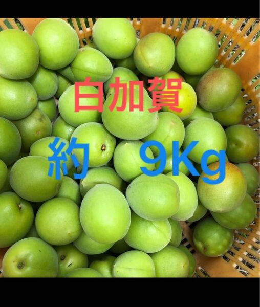 白加賀 約9Kg 無農薬
