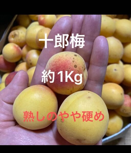 十郎梅 約1Kg