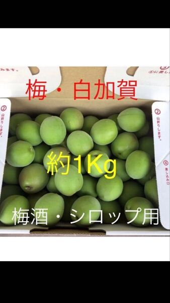 青梅 約1Kg