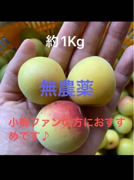 約1Kg