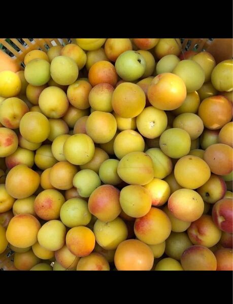 小梅 約1Kg