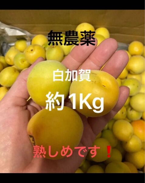 梅 約1Kg