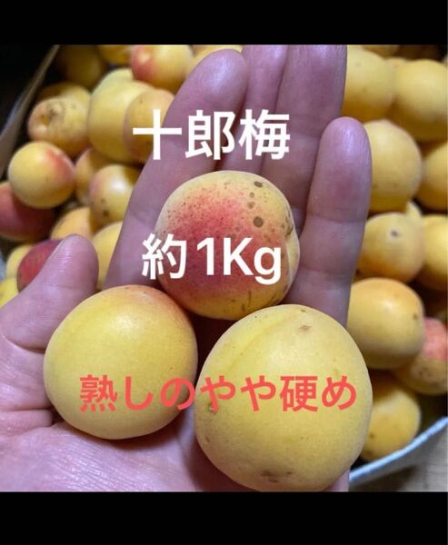 十郎梅 約1Kg