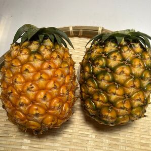 石垣島産 ゴールドバレル