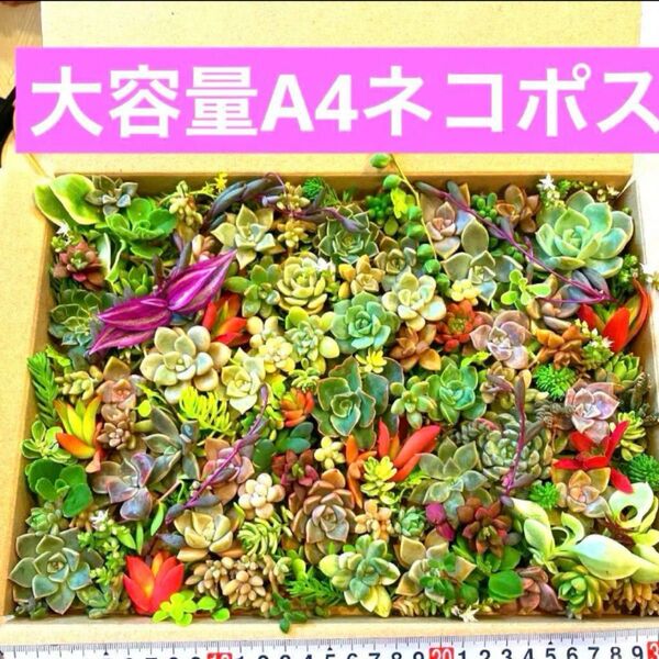 多肉寄せ植え宝石箱 セダム エケベリア カット苗 チマ寄せ 葉挿しセット