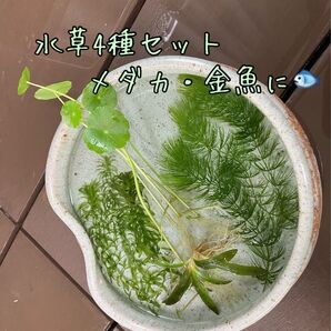 【水草4セット】アナカリス マツモ ウォーターマッシュルーム ナガバオモダカ