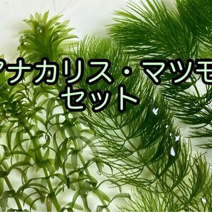 (水草セット) アナカリス5本 マツモ5本