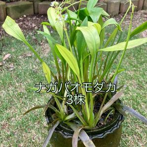 水草 ナガバオモダカ 3株