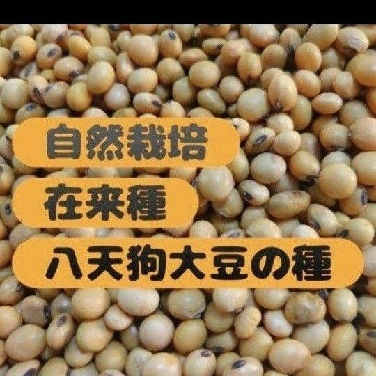 【自然栽培】八天狗大豆 約50粒 自家採種 自然農 在来種 固定種