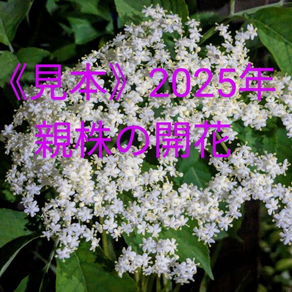 レア☆原種/エルダーフラワー中苗/挿し木苗 花 エルダーベリー 果樹 白い花 ③