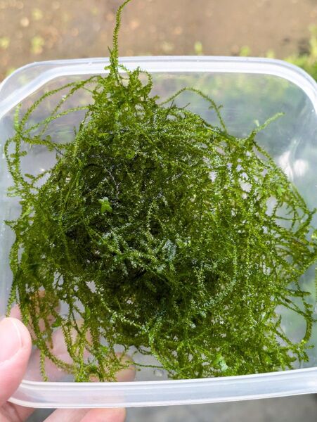 ウィローモス 水草 /水質改善 メダカ飼育 無農薬 アクアリウム