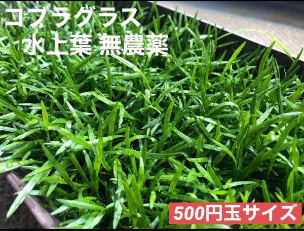 コブラグラス水上葉 無農薬