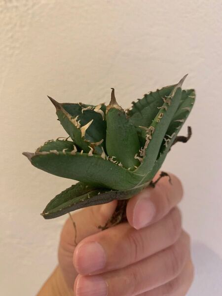 【goodtaniku】疣猪 tc 大サイズ チタノタ アガベ 多肉植物