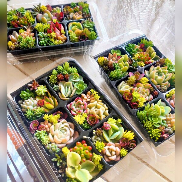 多肉植物 20種類以上 カット苗 寄せ植えに 詰め合わせ エケベリア セダム