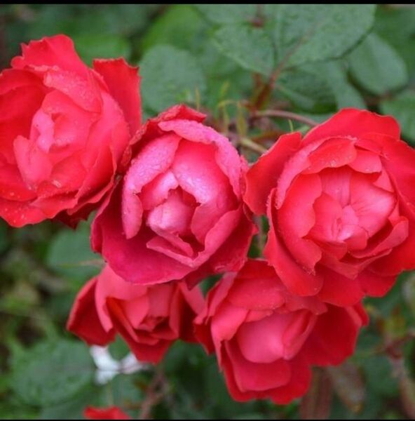 薔薇苗 赤薔薇 非常に強健 育てやすい