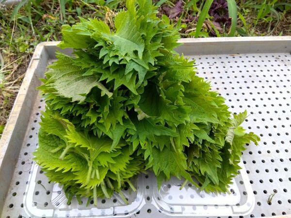 255 青しそ 大葉 葉80枚 ネコポス箱で送ります 増量20枚100枚送ります 常温配送