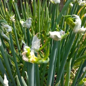 130 やぐらネギ 珠芽しゅが 25個 挿し芽ネギ苗用 ネコポス箱で送ります 増量中30個送ります