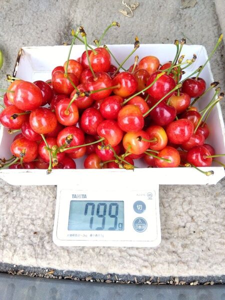 151 サクランボ 700g 宅急便コンパクトで送ります 家庭用 M玉L玉 混合詰め