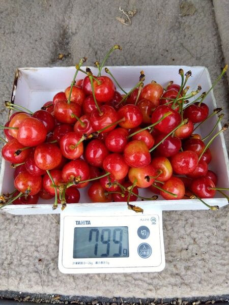 157 サクランボ 700g 宅急便コンパクトで送ります 家庭用 M玉L玉 混合詰め