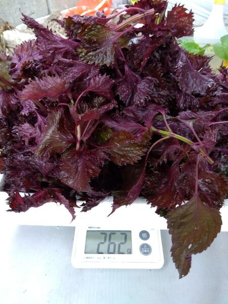 232 赤しそ 赤紫蘇 葉 茎付葉穂先250g 紫蘇ジュース作ってみませんか ネコポス箱で送ります