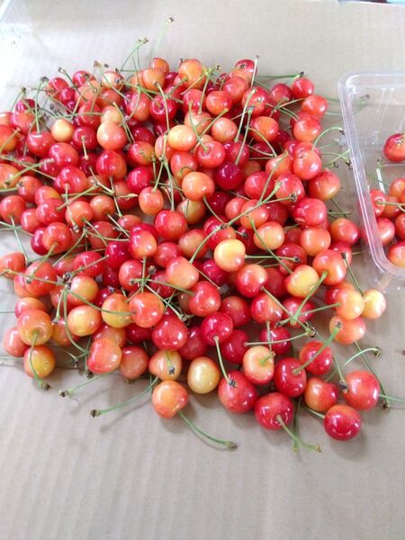 243 品訳あり サクランボ 小粒サクランボサイズ大きさ バラバラです色づきが薄い 家庭用お買い得品