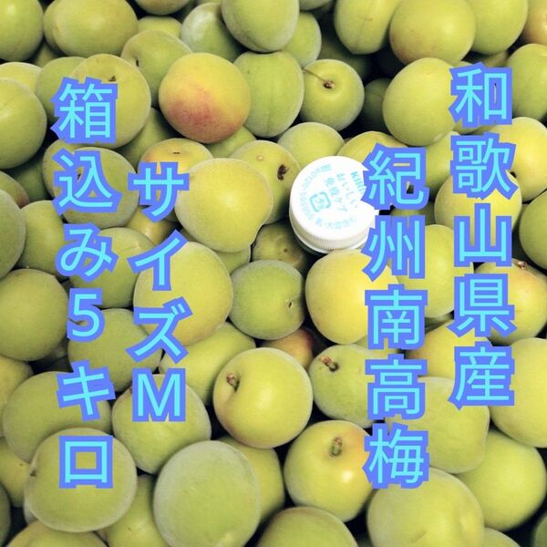 和歌山県産 紀州南高梅 サイズM 少し色付き 箱込み5キロ 青梅
