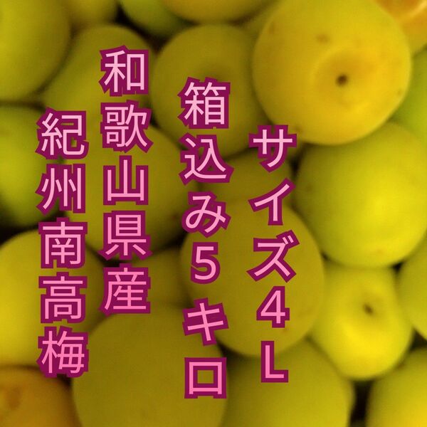 4Lサイズ 和歌山県産 紀州南高梅 少し色付き 箱込み5キロ 青梅
