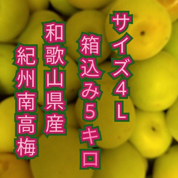 4Lサイズ 和歌山県産 紀州南高梅 少し色付き 箱込み5キロ 青梅