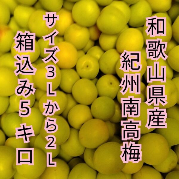 3から2Lサイズ 和歌山県産 紀州南高梅 箱込み5キロ 色付き 青梅