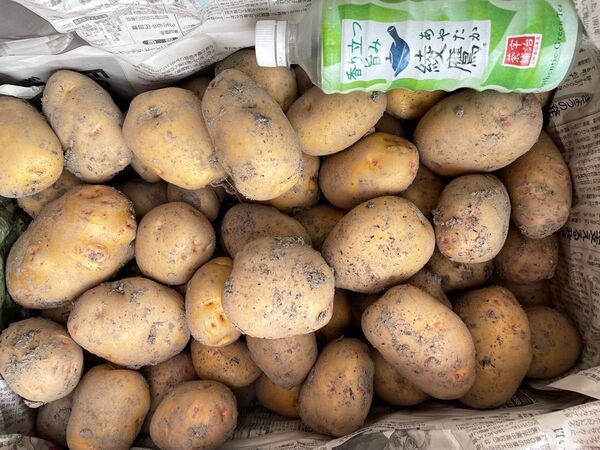 農家さんより直送!新じゃがいも、きたあかり。10kg、M、Lサイズ!