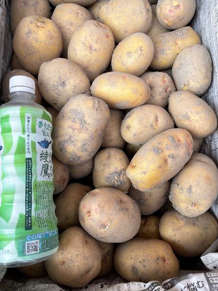 農家さんより直送!淡路島産新じゃがいも、きたあかり。10kg、M、Lサイズ!