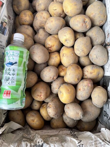 農家さんより直送!新じゃがいも、きたあかり。10kg、M、Lサイズ!