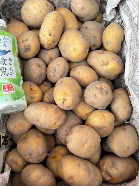 農家さんより直送!淡路島産新じゃがいも、きたあかり。10kg、M、Lサイズ!